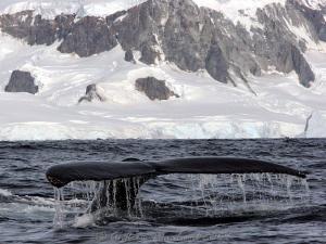whales in the snow. Canon 450D by Andrew Macleod 